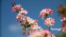 Spring Blossom 6 515